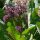 Knopkool Purple Sprouting (Brassica oleracea var. italica) bio zaad