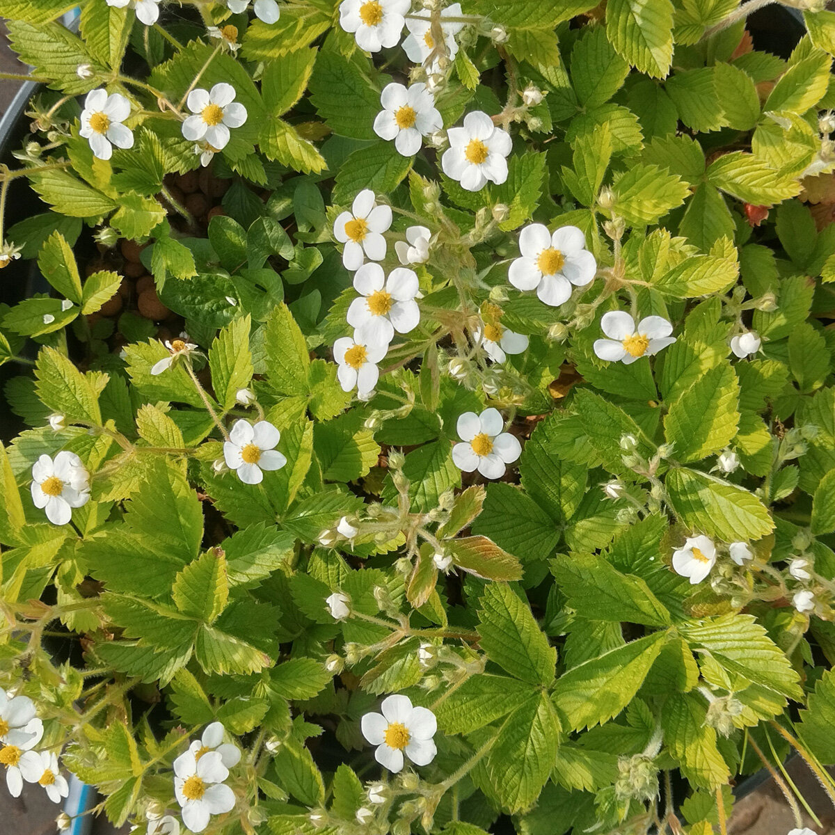 Saterkali Aardbeienzaden, 100 stks Aardbeienzaden Zoete Yummy Heerlijke Witte Aardbei Fragaria Zaden Zaad