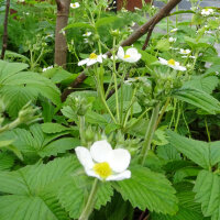 Grote bosaardbei / Kaneelaardbei  (Fragaria moschata) zaden