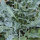 Broccolo Fiolaro (Brassica oleracea var. Italica) bio