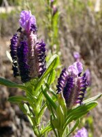 Franse lavendel (Lavandula stoechas) zaden