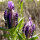 Franse lavendel (Lavandula stoechas) zaden