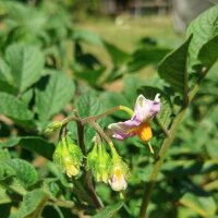 Oude aardappelsoorten-mix (Solanum tuberosum) zaden