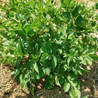 Oude aardappelsoorten-mix (Solanum tuberosum) zaden