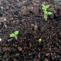 Oude aardappelsoorten-mix (Solanum tuberosum) zaden