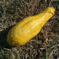 Gele courgette Yellow Crookneck (Cucurbita pepo) zaden