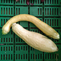 Gele courgette Yellow Crookneck (Cucurbita pepo) zaden