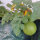 Gele watermeloen Golden Midget (Citrullus lanatus) zaden