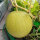 Gele watermeloen Golden Midget (Citrullus lanatus) zaden