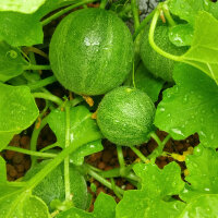 Honingmeloen Minnesota Midget (Cucumis melo) zaden