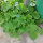 Honingmeloen Minnesota Midget (Cucumis melo) zaden