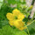 Honingmeloen Minnesota Midget (Cucumis melo) zaden