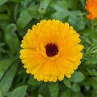 Bloemenboeket in oranje