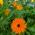 Bloemenboeket in oranje