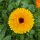 Bloemenboeket in oranje