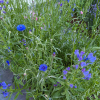 Bloemenboeket in blauw