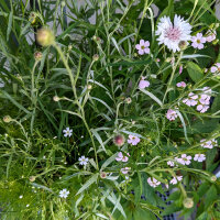 Bloemenboeket in wit