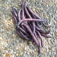 Violette bosboon Royal Burgundy (Phaseolus vulgaris) zaden