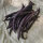 Violette bosboon Royal Burgundy (Phaseolus vulgaris) zaden