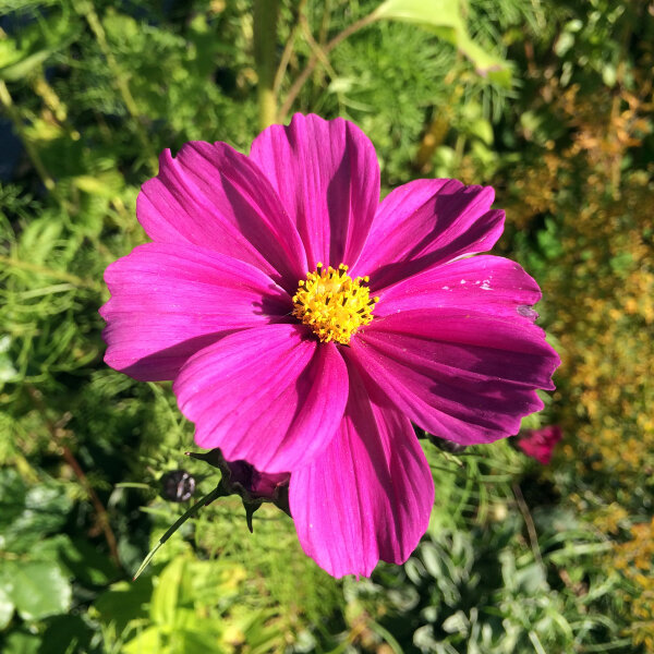 Cosmea (Cosmos bipinnatus) bio zaad