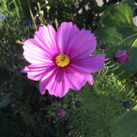 Cosmea (Cosmos bipinnatus) bio zaad