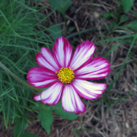 Cosmea (Cosmos bipinnatus) bio zaad