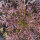 Bladmosterd Red Frills (Brassica juncea) zaden