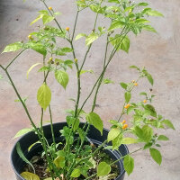 Chilipeper Aji Charapita (Capsicum chinense) zaden