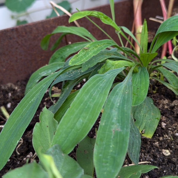 Sikkelgoudscherm (Bupleurum falcatum) zaden