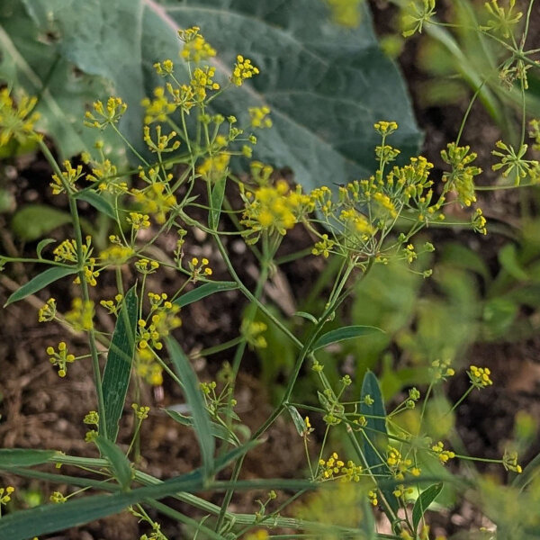 Sikkelgoudscherm (Bupleurum falcatum) zaden
