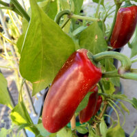 Milde chilipeper Nadapeño (Capsicum annuum) bio zaad