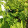 Milde chilipeper NuMex Suave Orange (Capsicum chinense) zaden