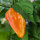 Milde chilipeper NuMex Suave Orange (Capsicum chinense) zaden