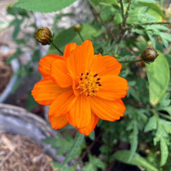 Oranje cosmea (Cosmos sulphureus) zaden