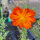 Oranje cosmea (Cosmos sulphureus) zaden