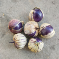 Paarse tomatillo Purple (Physalis ixocarpa) bio zaden