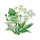 Zomerbloemen in groen (diverse soorten & variëteiten) zadenmix