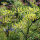 Zomerbloemen in groen (diverse soorten & variëteiten) zadenmix