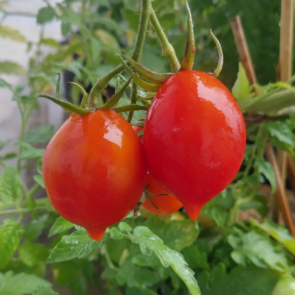 Tomaat Piennolo del Vesuvio (Solanum lycopersicum) zaad