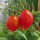 Tomaat Piennolo del Vesuvio (Solanum lycopersicum) zaad