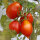 Tomaat Piennolo del Vesuvio (Solanum lycopersicum) zaad