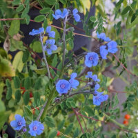Chinees vergeet-me-nietje (Cynoglossum amabile)