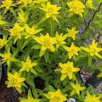 Kleurige wolfsmelk (Euphorbia epithymoides syn. polychroma) zaden