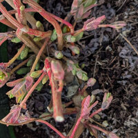 Kleurige wolfsmelk (Euphorbia epithymoides syn. polychroma) zaden
