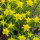 Kleurige wolfsmelk (Euphorbia epithymoides syn. polychroma) zaden