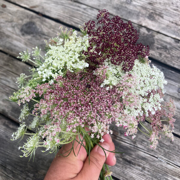Paarse wilde peen Dara (Daucus carota ssp. carota) zaad