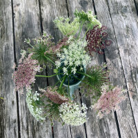 Paarse wilde peen Dara (Daucus carota ssp. carota) zaad