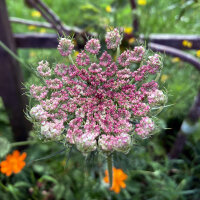 Paarse wilde peen Dara (Daucus carota ssp. carota) zaad