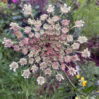 Paarse wilde peen Dara (Daucus carota ssp. carota) zaad