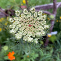 Paarse wilde peen Dara (Daucus carota ssp. carota) zaad